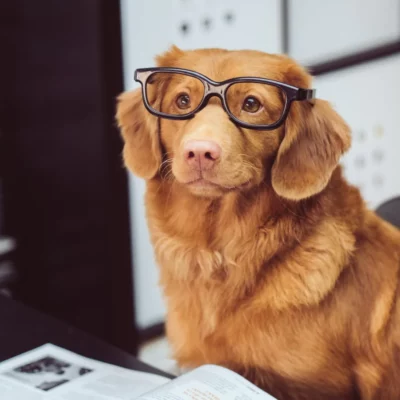 article thumb 5 optimized