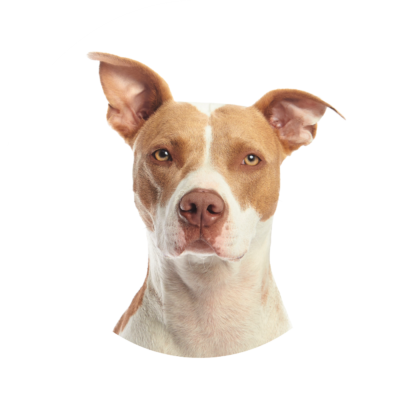 hero home dog image 2 optimized